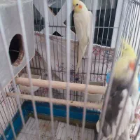 پرنده|پرنده|مشهد, عامل|دیوار