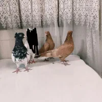 کبوتر|پرنده|اصفهان, حصه جنوبی|دیوار