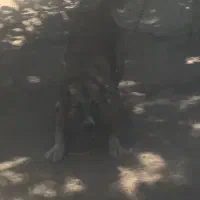 واگذاری سگ سراب|سگ|زند, |دیوار