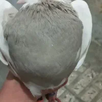 چهارعددکبوتر