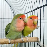 جفت مولد طوطی برزیلی(با قفس)