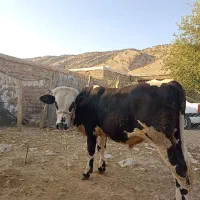 گوساله نره سیمینتال پرواری