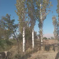 خرید چوب درخت قلمه،ضایعات میوه و چوب دام