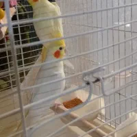 عروس هلندی لوتینیو