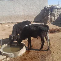 گوساله|حیوانات مزرعه|گل تپه, |دیوار