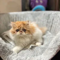 پرشین سوپرفلت دختر