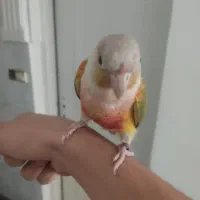 طوطی گرینچیک|پرنده|باغستان, |دیوار