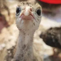 جوجه بوقلمون برنز سینه پهن انگلیسی ۳۵ و ۴۰ روزه