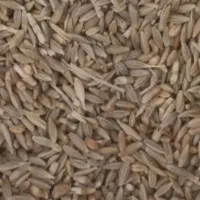 جو دیم کمباین شده بدون خاک۳۰۰ کیلو