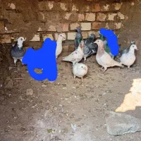 ۱۰ تا نر پرشی