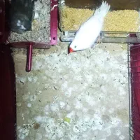 فنچ مولد با تخم|پرنده|پاکدشت, شهرک انقلاب|دیوار