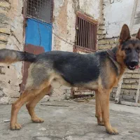 سگ ژرمن شپرد اصیل