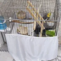 قفس مناسب طوطی سانان