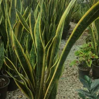 سانسوریا ابلغ سطل ۷ پر