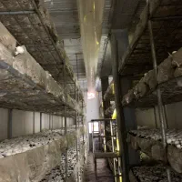 نیرو قارچ چین خانم از هفشجان