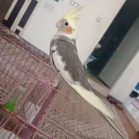 عروس هلندی
