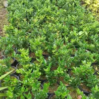 یاس هلندی|گل و گیاه طبیعی|رحیمآباد, |دیوار