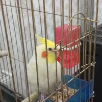 عروس هلندی|پرنده|یزد, |دیوار