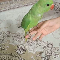 طوطی ملنگو و عروس هلندی|پرنده|بیرجند, |دیوار