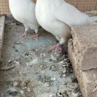 کبوتر چشم زرد