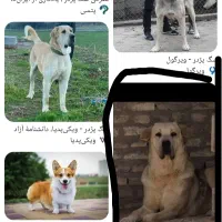 سگ پژدر. سرابی|سگ|سیرجان, |دیوار