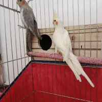 عروس هلندی