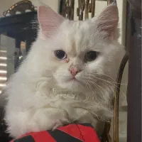 گربه پرشین|گربه|رشت, حمیدیان|دیوار