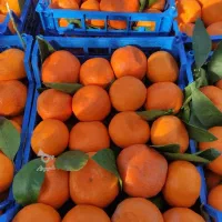 فروش ،پرتقال ،نارنگی سوپر|عمده‌فروشی|شیرگاه, |دیوار