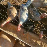 جوجه بوقلمون محلی|حیوانات مزرعه|شهر بابک, |دیوار