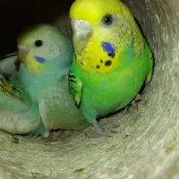 مرغ عشق