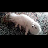 پامرانین|سگ|رشت, لاکان|دیوار