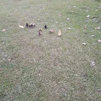 جوجه    اردک