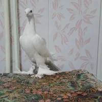 آغ پارپاری مایا