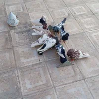 کبوتر|پرنده|کاشمر, |دیوار