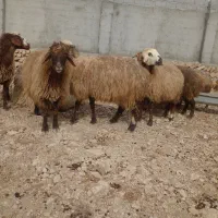 ۱۷ راس میش دو و چهاردندان سنگین آبستن