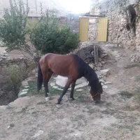 اسب نریان خیلی اروم