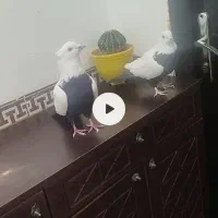 کبوتر دمسیاه