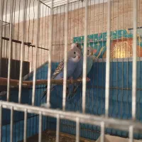 ۱عددمرغ عشق نر|پرنده|قم, شهرک مهدیه (مدرس)|دیوار