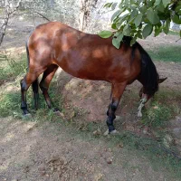 اسب مادیون کردی|اسب و تجهیزات اسب‌سواری|دماوند, دماوند|دیوار