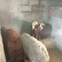 گوسفند|حیوانات مزرعه|کردکوی, |دیوار