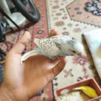 جوجه مرغ عشق نژاد دار