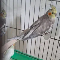 کوتوله مولد 10جفت|پرنده|رفسنجان, |دیوار