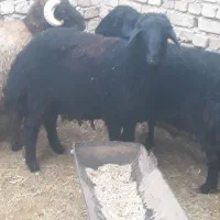 فروش بره|حیوانات مزرعه|جوادآباد, |دیوار