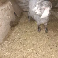 بزغاله|حیوانات مزرعه|خاو و میرآباد, |دیوار