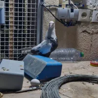 کبوتر  دم|پرنده|لار, |دیوار