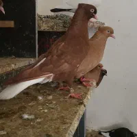 کبوتر دم سفید