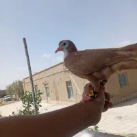 فروش فوری کفتر زرد ریشی دستی