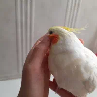 عروس هلندی نر دستی|پرنده|شیراز, کوشک میدان|دیوار