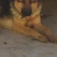 توله ژرمن نر