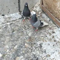 کفتر